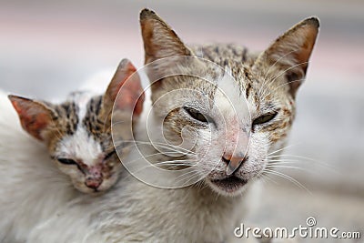 Vagrant sick cats. Homeless wild cats on dirty street in AsiaÂ  Stock Photo